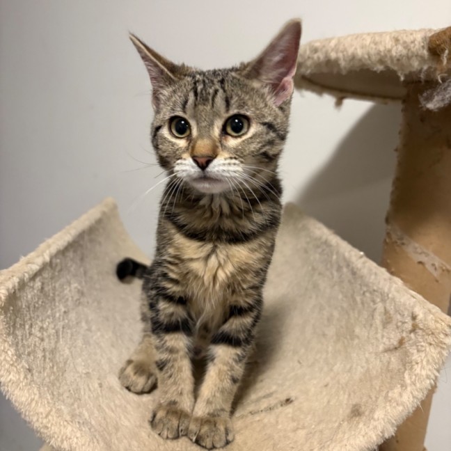 Photo of Munchkin **2nd Chance Cat Rescue**