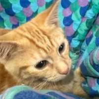 Photo of Joanie   Meet Me @ Petstock Prahran 15 Feb