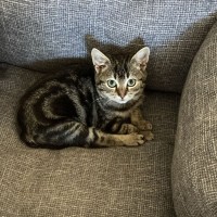 Photo of Harley 