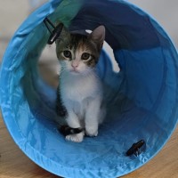 Photo of Tea Tree ^^Dandy Cat Rescue^^