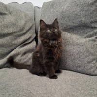 Photo of Jaguar
