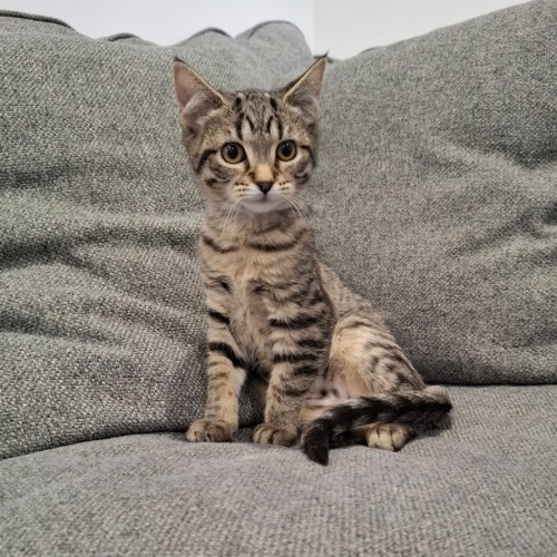 Bliss - Chinchilla Cat