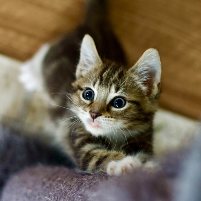 Photo of 🍞 Toast 🍞