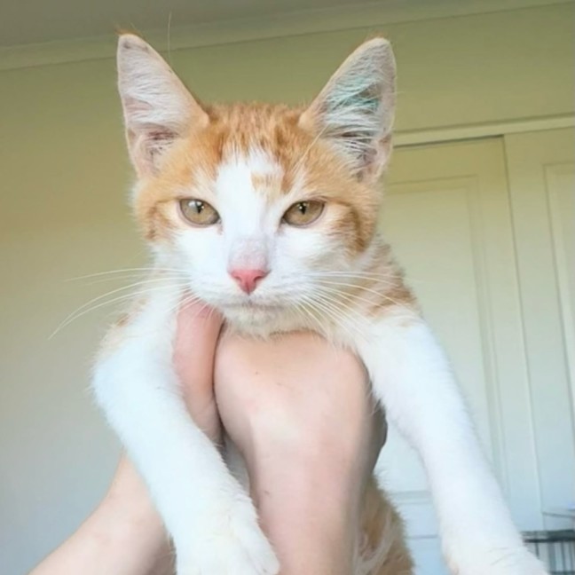 Photo of Nacho