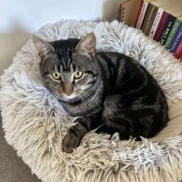 Photo of Jones   Meet Me @ Pe Tstock Prahran!