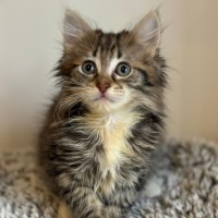 Photo of Tilly