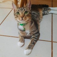 Photo of Tanjiro