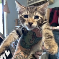 Photo of Arrow 💘