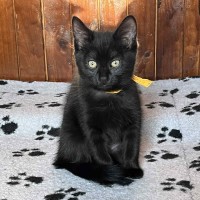 Photo of Charcoal **2nd Chance Cat Rescue**