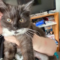 Photo of Hecate **2nd Chance Cat Rescue**