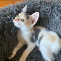 Photo of Chanel ❤️🎁❤️😽