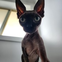 Photo of (Kat) Von D