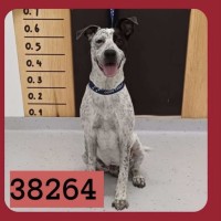 Photo of Snoopy