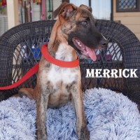 Photo of Merrick
