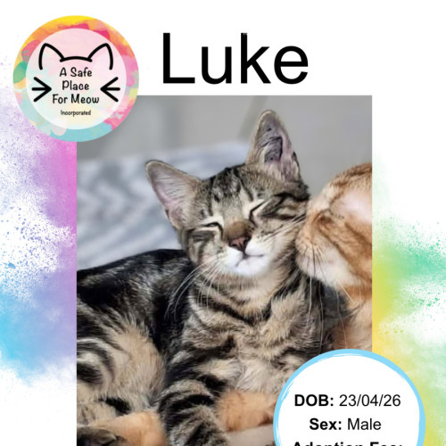 Luke - Domestic Short Hair (DSH) Cat