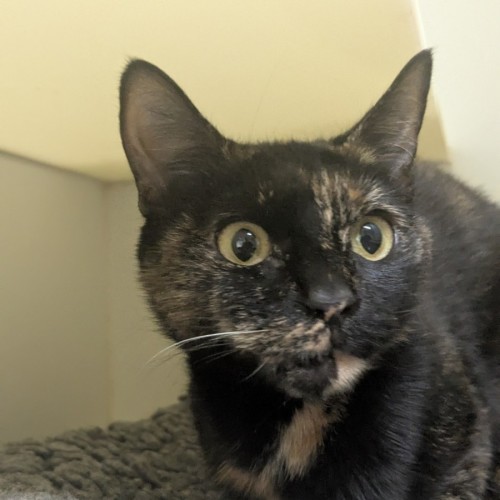 🦦 Damita 6889 🦦 - Domestic Short Hair (DSH) Cat