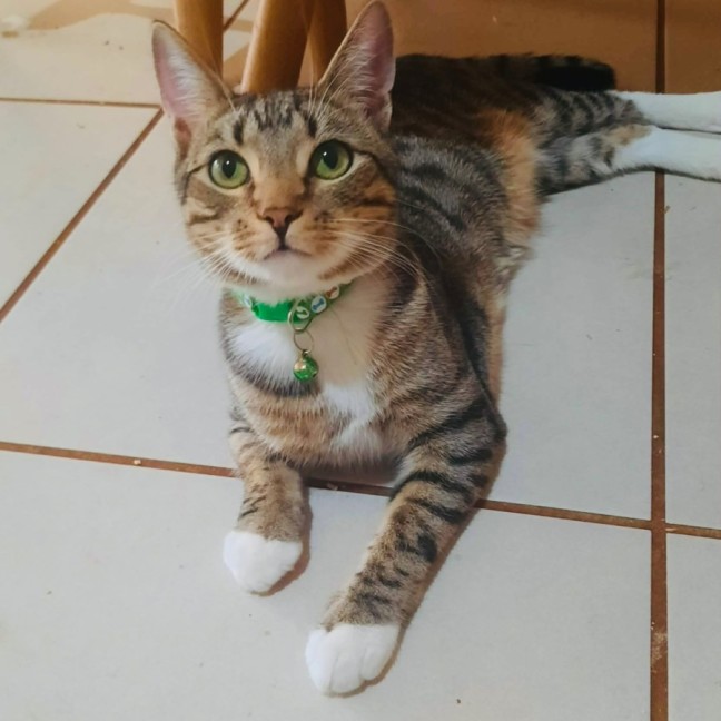 Photo of Tanjiro