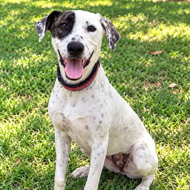 Photo of Daisy (Aka Ally)