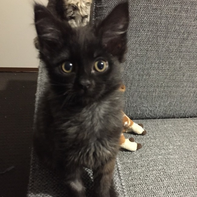 Photo of Mr. Rufty Tufty