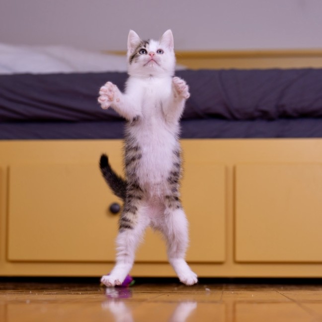 Photo of Principal Skinner