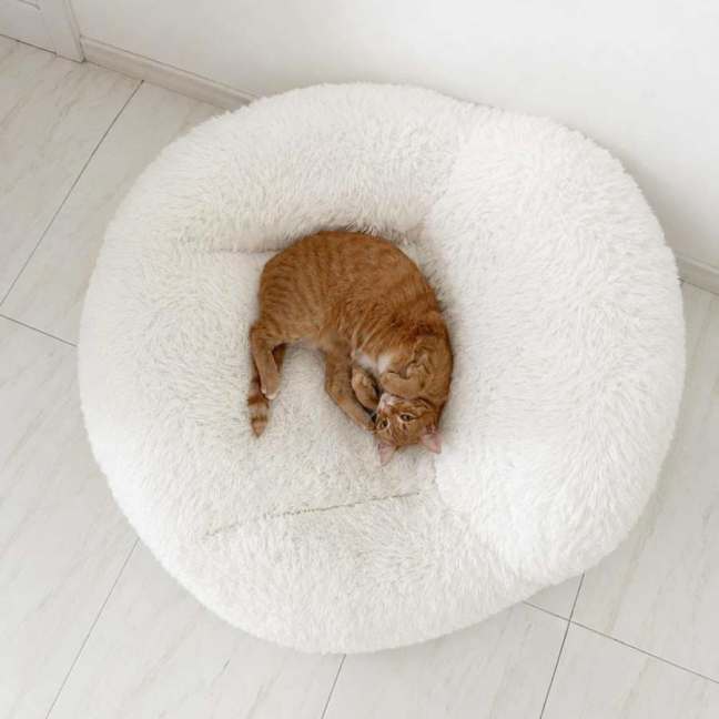 Photo of Maple