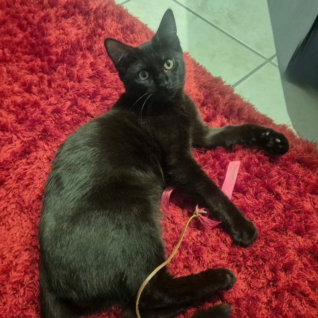 Photo of Titan * 9 Lives Project Rescue*