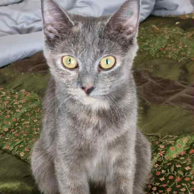 Photo of Chirp