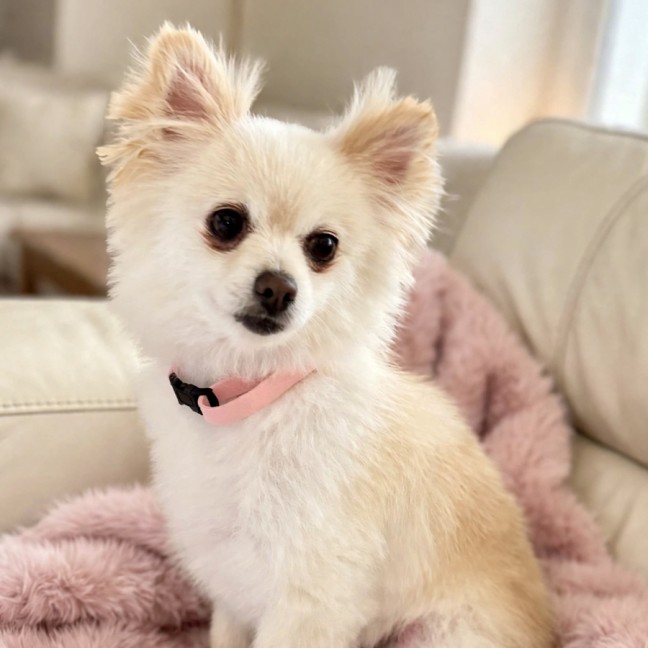 Photo of Ladia