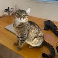 Photo of Tink