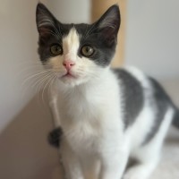 Photo of Jigglypuff