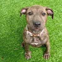 Photo of D1107 Molly