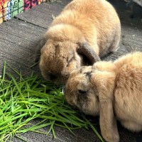 Photo of Lady Marmalade & Saffron (Located In Point Cook)