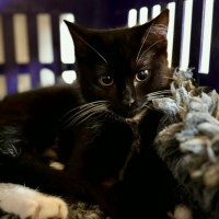 Photo of Betty ** 2nd Chance Cat Rescue**