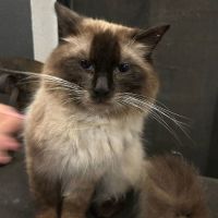 Photo of Raggy