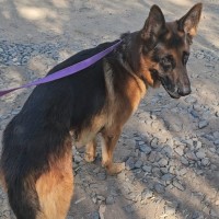 Photo of Enzo