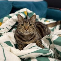 Photo of Kovu *9 Lives Project Rescue*