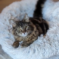 Photo of Cashew   Located In Coburg