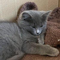 Photo of Opal & Sapphire