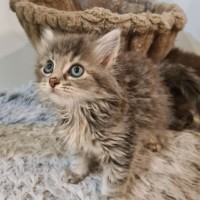 Photo of Oodle & Noodle 