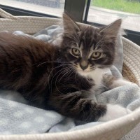 Photo of Furr Kenstein