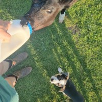 Photo of Bandit