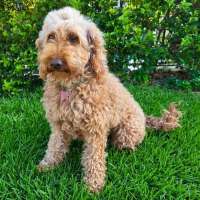 Photo of Roxy