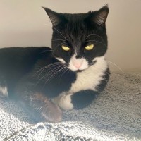 Photo of C1333 Socks