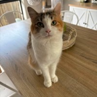 Photo of Nemo