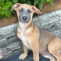 Photo of Aurora 🌺🐶