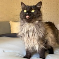 Photo of Banjo