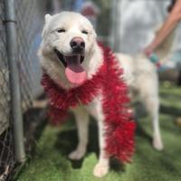 Photo of Bear