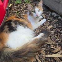 Photo of Primrose (Located In Wantirna South)