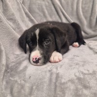 Photo of D1262 Razza