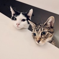 Photo of Wallace And Gromit